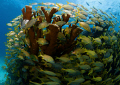   reef  